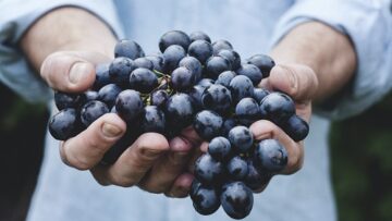 OCM - Investimenti settore vitivinicolo